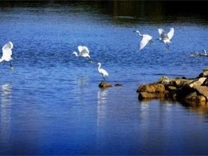 商标转让有哪些要求 需要注意什么